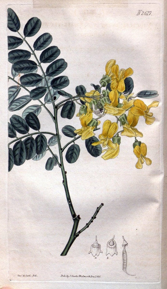Curtis's botanical magazine. London ; New York [etc.] :Academic Press [etc.]. | "Botanical illustration" Botany Periodicals "Pictorial works" "Plants, Ornamental"  | Vintage Print Reproduction 455525
