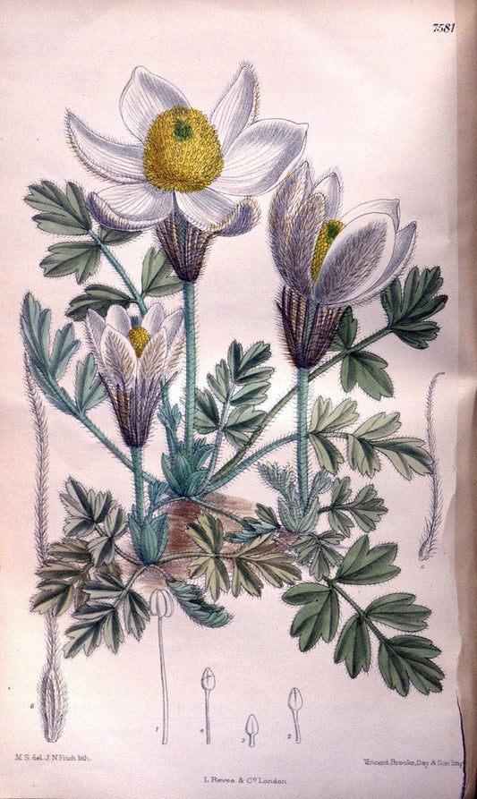 Curtis's botanical magazine. London ; New York [etc.] :Academic Press [etc.]. | "Botanical illustration" Botany Periodicals "Pictorial works" "Plants, Ornamental"  | Vintage Print Reproduction 455526