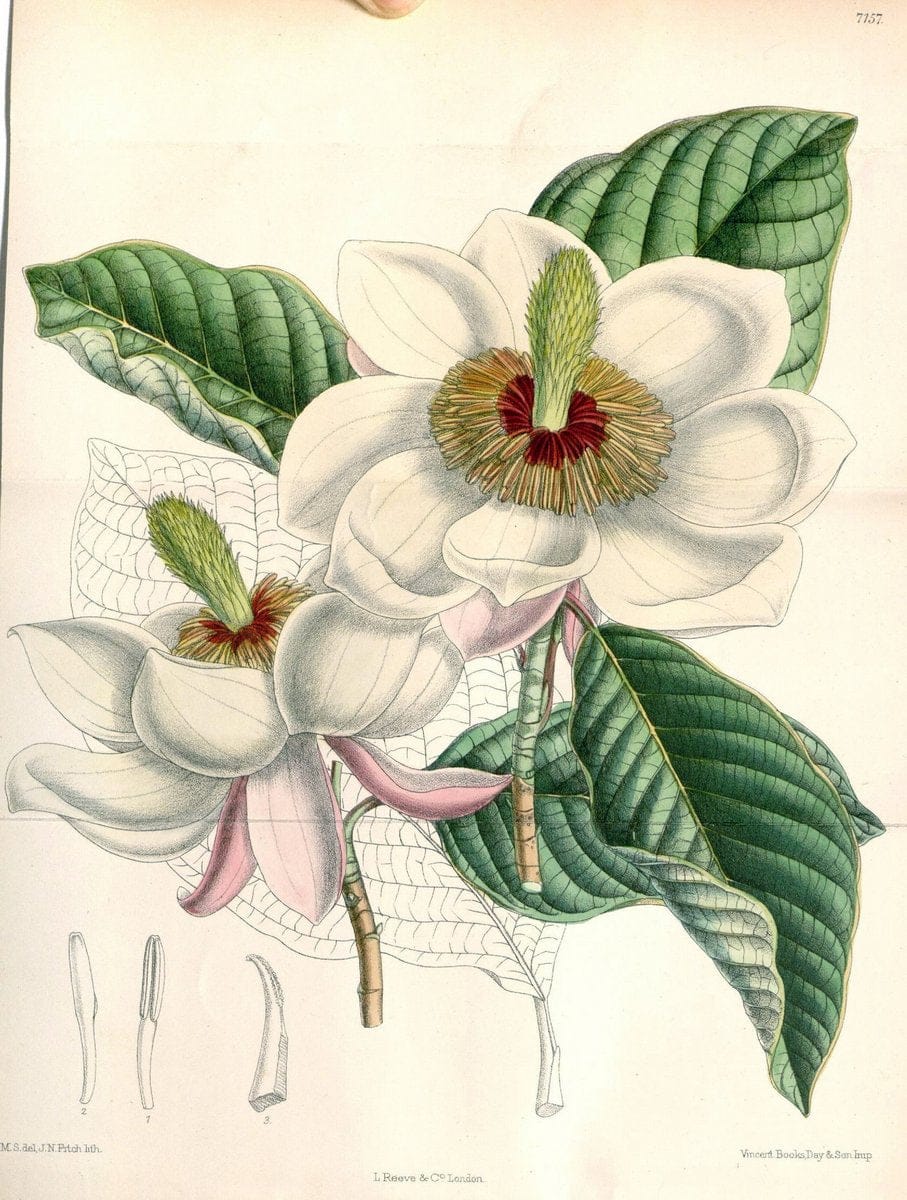 Curtis's botanical magazine. London ; New York [etc.] :Academic Press [etc.]. | "Botanical illustration" Botany Periodicals "Pictorial works" "Plants, Ornamental"  | Vintage Print Reproduction 455527