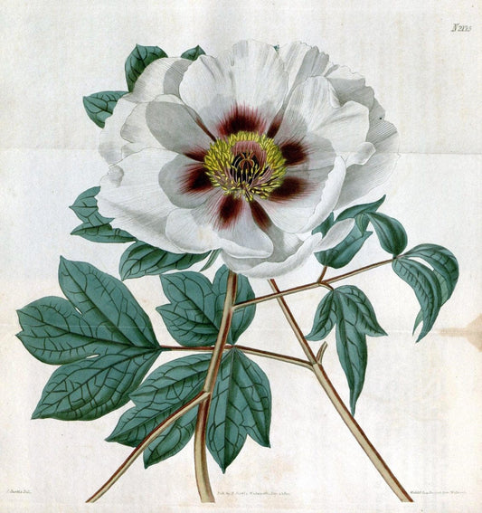 Curtis's botanical magazine. London ; New York [etc.] :Academic Press [etc.]. | "Botanical illustration" Botany Periodicals "Pictorial works" "Plants, Ornamental"  | Vintage Print Reproduction 455528