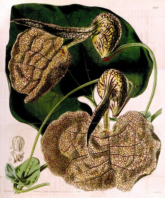 Curtis's botanical magazine. London ; New York [etc.] :Academic Press [etc.]. | "Botanical illustration" Botany Periodicals "Pictorial works" "Plants, Ornamental"  | Vintage Print Reproduction 455530