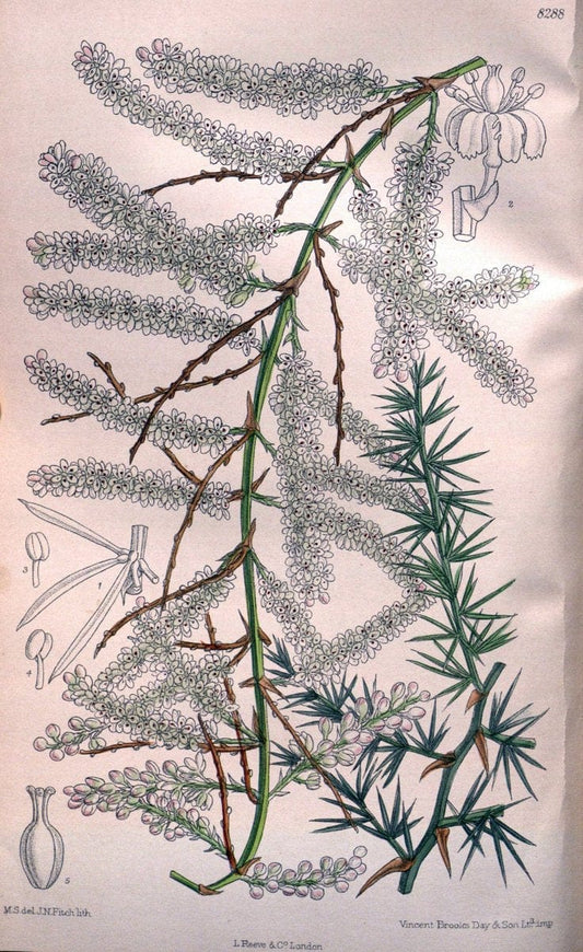 Curtis's botanical magazine. London ; New York [etc.] :Academic Press [etc.]. | "Botanical illustration" Botany Periodicals "Pictorial works" "Plants, Ornamental"  | Vintage Print Reproduction 455531