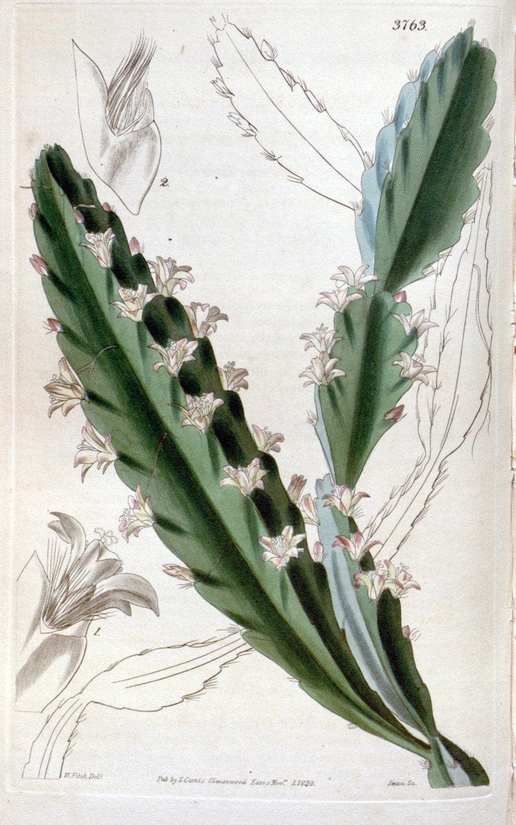 Curtis's botanical magazine..London ;New York [etc.] :Academic Press [etc.]. |  | Vintage Print Reproduction 455532