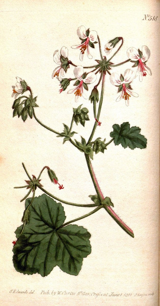 Curtis's botanical magazine. London ;New York [etc.] :Academic Press [etc.]. | Botany Periodicals "Pictorial works"  | Vintage Print Reproduction 455533