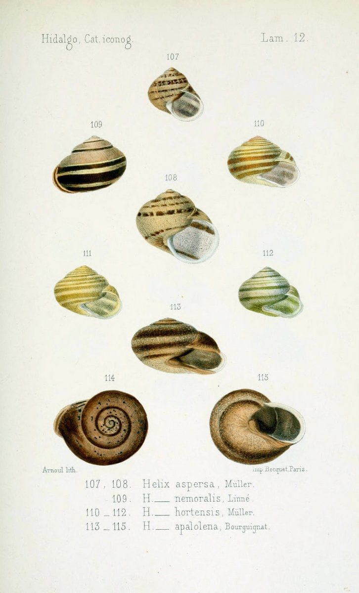 Catalogo iconografico y descriptivo de los moluscos terrestres de EspaÃ Â±a, Portugal y la | "Balearic Islands" Mollusks Portugal Spain  | Vintage Print Reproduction 455534