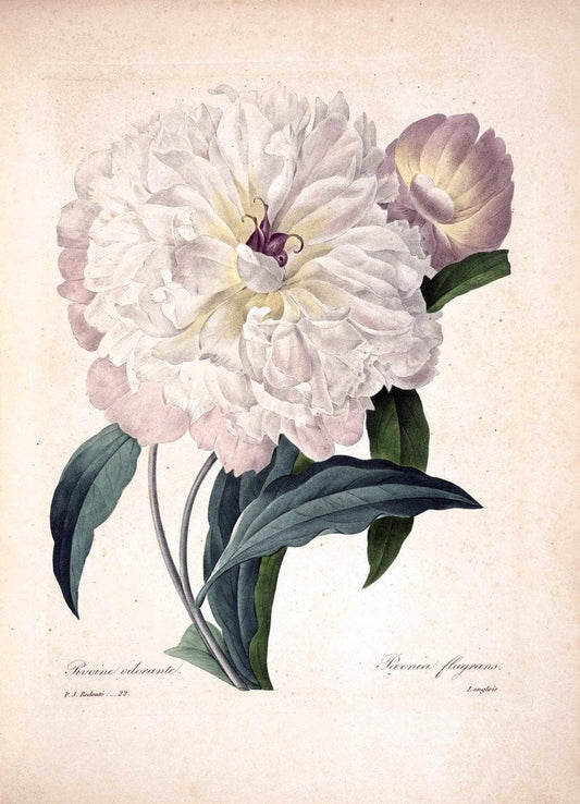Choix des plus belles fleurs :.Paris :Ernest Panckoucke,[1833].  | 1833 Botany France Icones "Pictorial works"  | Vintage Print Reproduction 455536