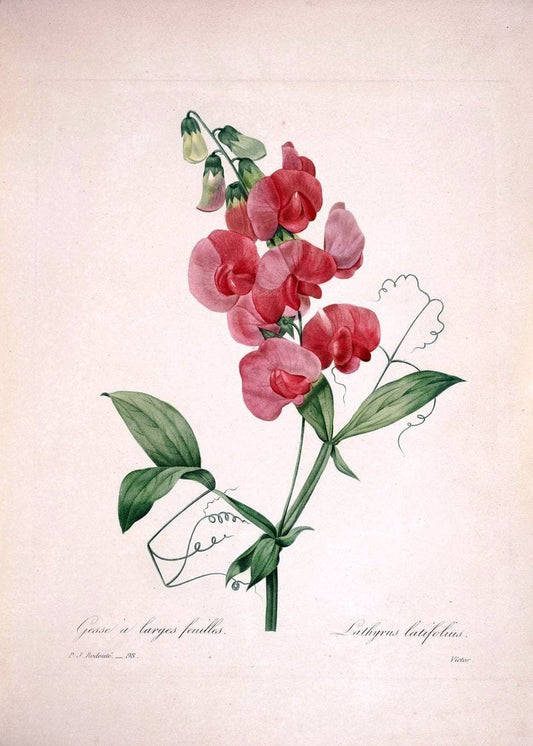 Choix des plus belles fleurs :.Paris:Ernest Panckoucke,[1833].. |  | Vintage Print Reproduction 455537