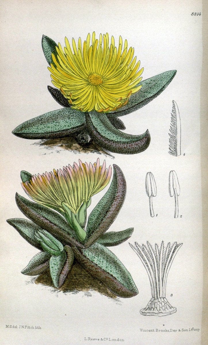 Curtis's botanical magazine. London ; New York [etc.] :Academic Press [etc.]. | "Botanical illustration" Botany Periodicals "Pictorial works" "Plants, Ornamental"  | Vintage Print Reproduction 455538