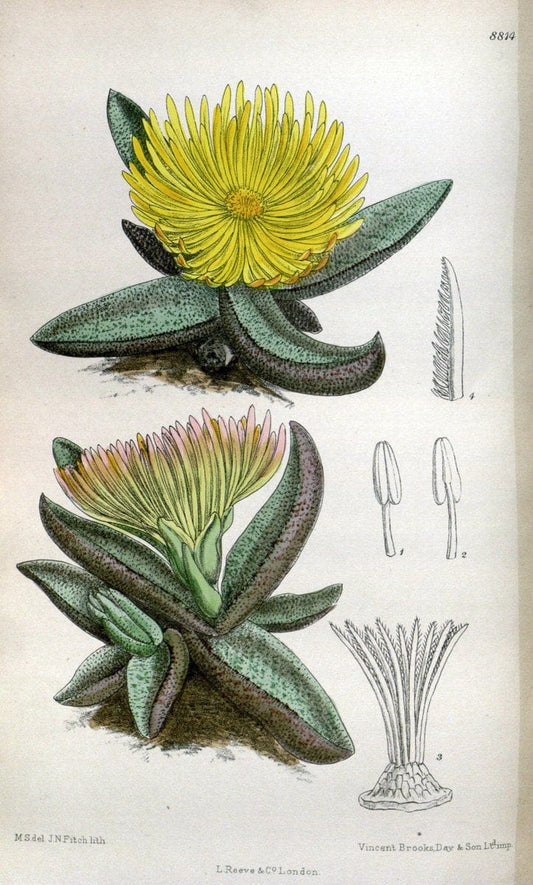 Curtis's botanical magazine. London ; New York [etc.] :Academic Press [etc.]. | "Botanical illustration" Botany Periodicals "Pictorial works" "Plants, Ornamental"  | Vintage Print Reproduction 455538