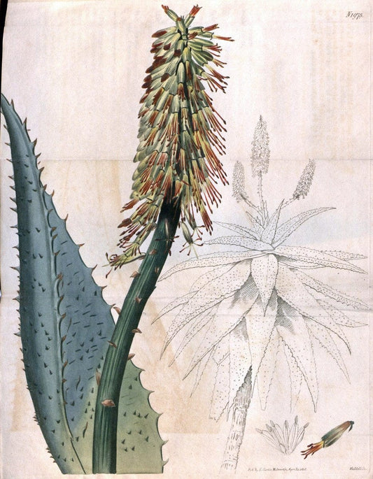 Curtis's botanical magazine. London ; New York [etc.] :Academic Press [etc.]. | "Botanical illustration" Botany Periodicals "Pictorial works" "Plants, Ornamental"  | Vintage Print Reproduction 455539
