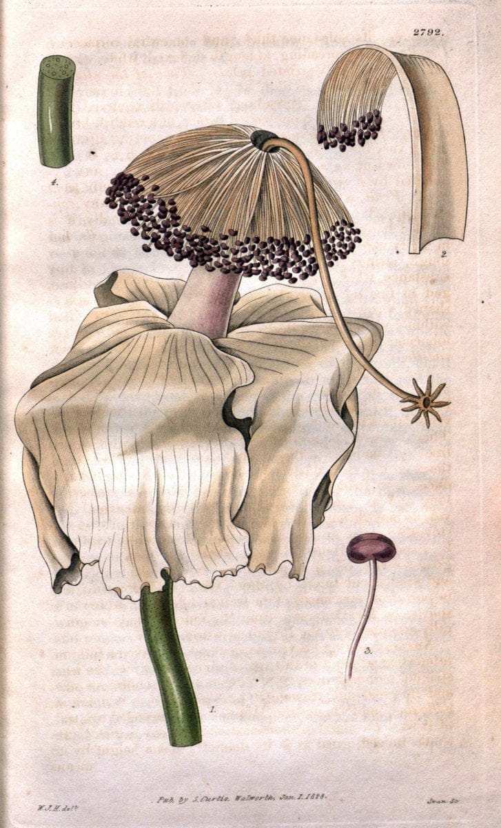 Curtis's botanical magazine. London ; New York [etc.] :Academic Press [etc.]. | "Botanical illustration" Botany Periodicals "Pictorial works" "Plants, Ornamental"  | Vintage Print Reproduction 455540