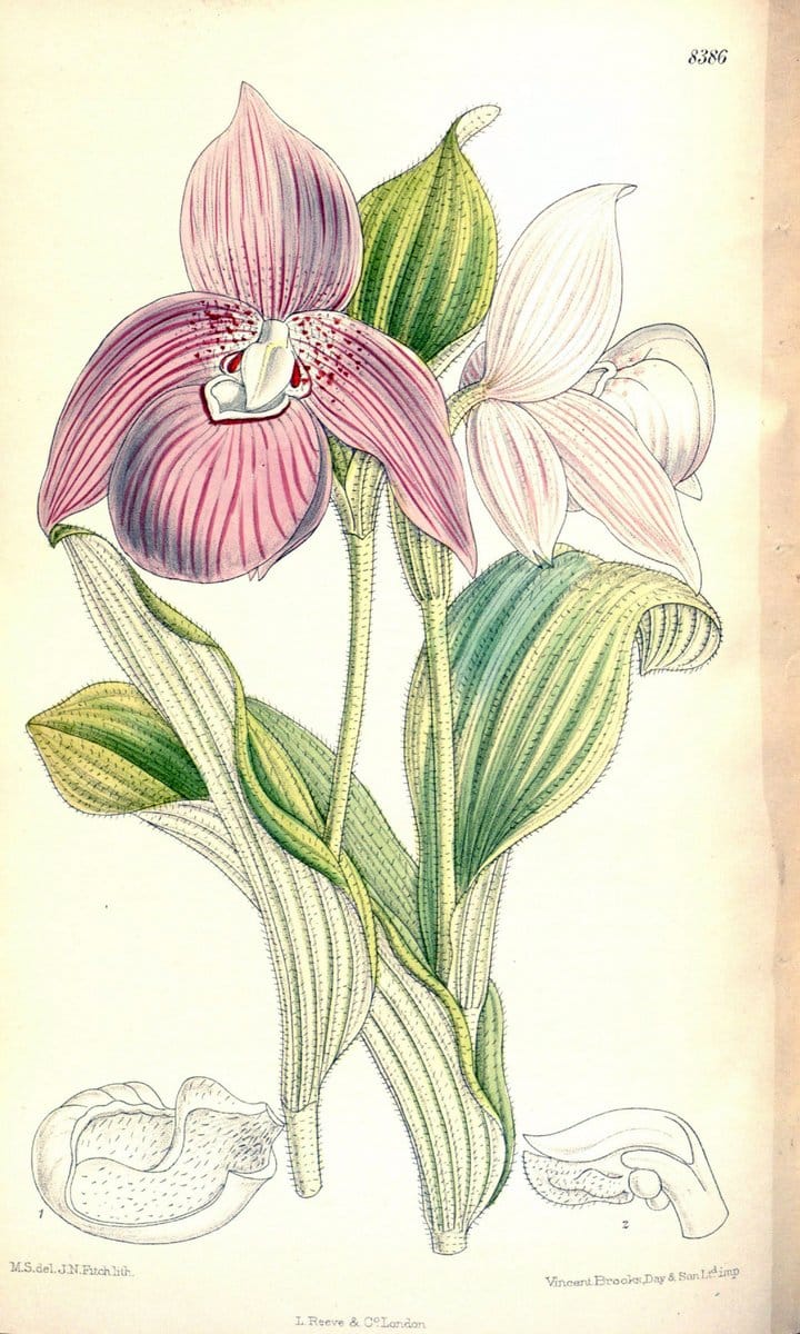 Curtis's botanical magazine. London ; New York [etc.] :Academic Press [etc.]. | "Botanical illustration" Botany Periodicals "Pictorial works" "Plants, Ornamental"  | Vintage Print Reproduction 455541