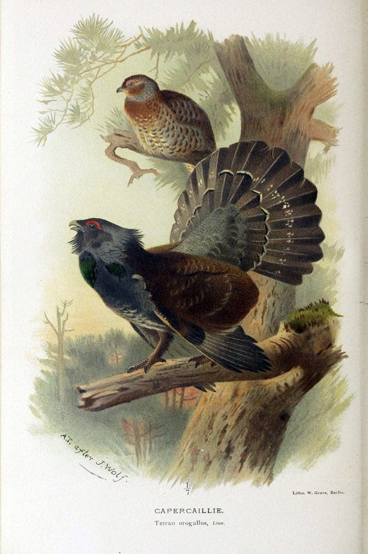 Coloured figures of the birds of the British Islands | "Western Capercaillie" "taxonomy:binomial=Tetrao urogallus" Birds "Great Britain" ogy | Vintage Print Reproduction 455542
