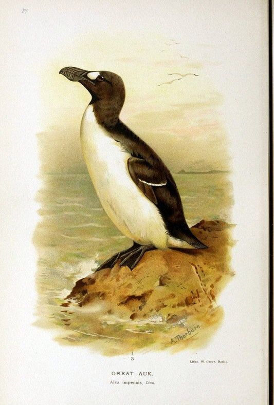 Coloured figures of the birds of the British Islands | "Great Auk" "taxonomy:binomial=Pinguinus impennis" Birds "Great Britain" ogy, Ernst M | Vintage Print Reproduction 455543