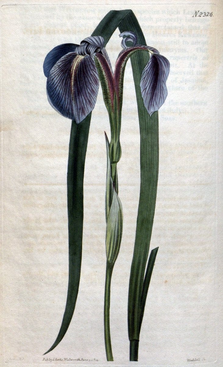 Curtis's botanical magazine. London ; New York [etc.] :Academic Press [etc.]. | "Botanical illustration" Botany Periodicals "Pictorial works" "Plants, Ornamental"  | Vintage Print Reproduction 455544