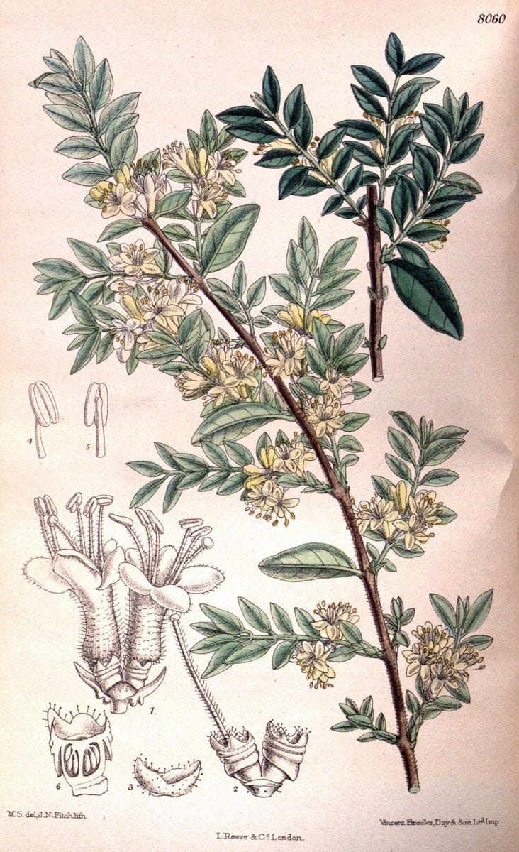 Curtis's botanical magazine. London ; New York [etc.] :Academic Press [etc.]. | "Botanical illustration" Botany Periodicals "Pictorial works" "Plants, Ornamental"  | Vintage Print Reproduction 455547