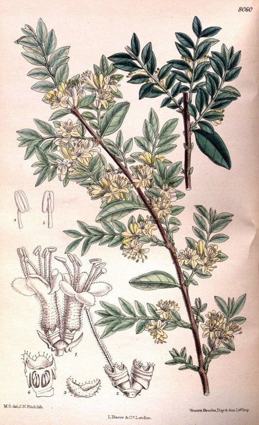Curtis's botanical magazine. London ; New York [etc.] :Academic Press [etc.]. | "Botanical illustration" Botany Periodicals "Pictorial works" "Plants, Ornamental"  | Vintage Print Reproduction 455547