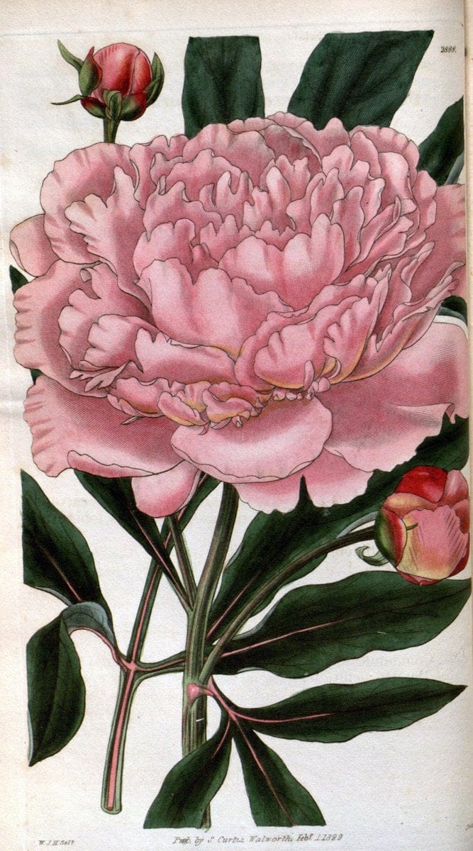 Curtis's botanical magazine. London ; New York [etc.] :Academic Press [etc.]. | "Botanical illustration" Botany Periodicals "Pictorial works" "Plants, Ornamental"  | Vintage Print Reproduction 455548