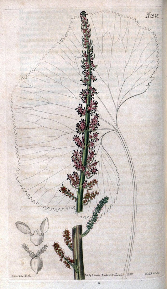 Curtis's botanical magazine. London ; New York [etc.] :Academic Press [etc.]. | "Botanical illustration" Botany Periodicals "Pictorial works" "Plants, Ornamental"  | Vintage Print Reproduction 455549