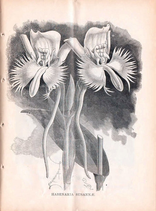 Catalogue :.New York, NY :Cleary & Co.,. | Vintage Print Reproduction 455551