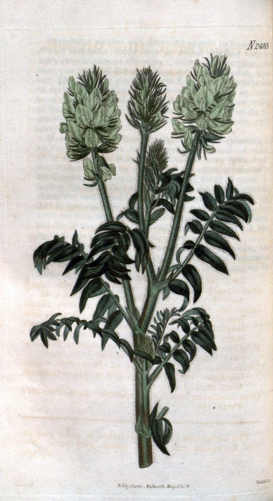 Curtis's botanical magazine. London ; New York [etc.] :Academic Press [etc.]. | "Botanical illustration" Botany Periodicals "Pictorial works" "Plants, Ornamental"  | Vintage Print Reproduction 455552