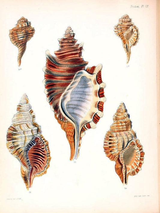 Conchologia iconica, or, Illustrations of the shells of molluscous animals /.London :Reeve, Brothers,1843-1878.  | Mollusks "Pictorial works" Shells | Vintage Print Reproduction 455553