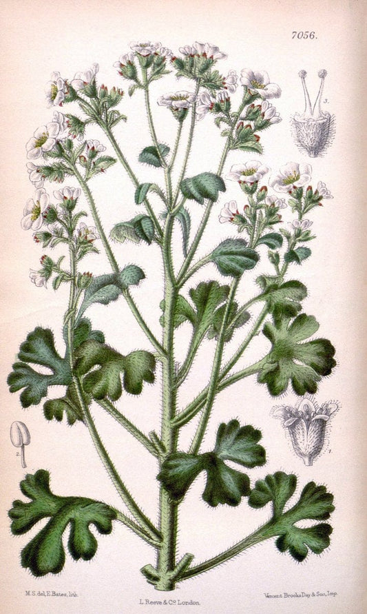 Curtis's botanical magazine. London ; New York [etc.] :Academic Press [etc.]. | "Botanical illustration" Botany Periodicals "Pictorial works" "Plants, Ornamental"  | Vintage Print Reproduction 455554