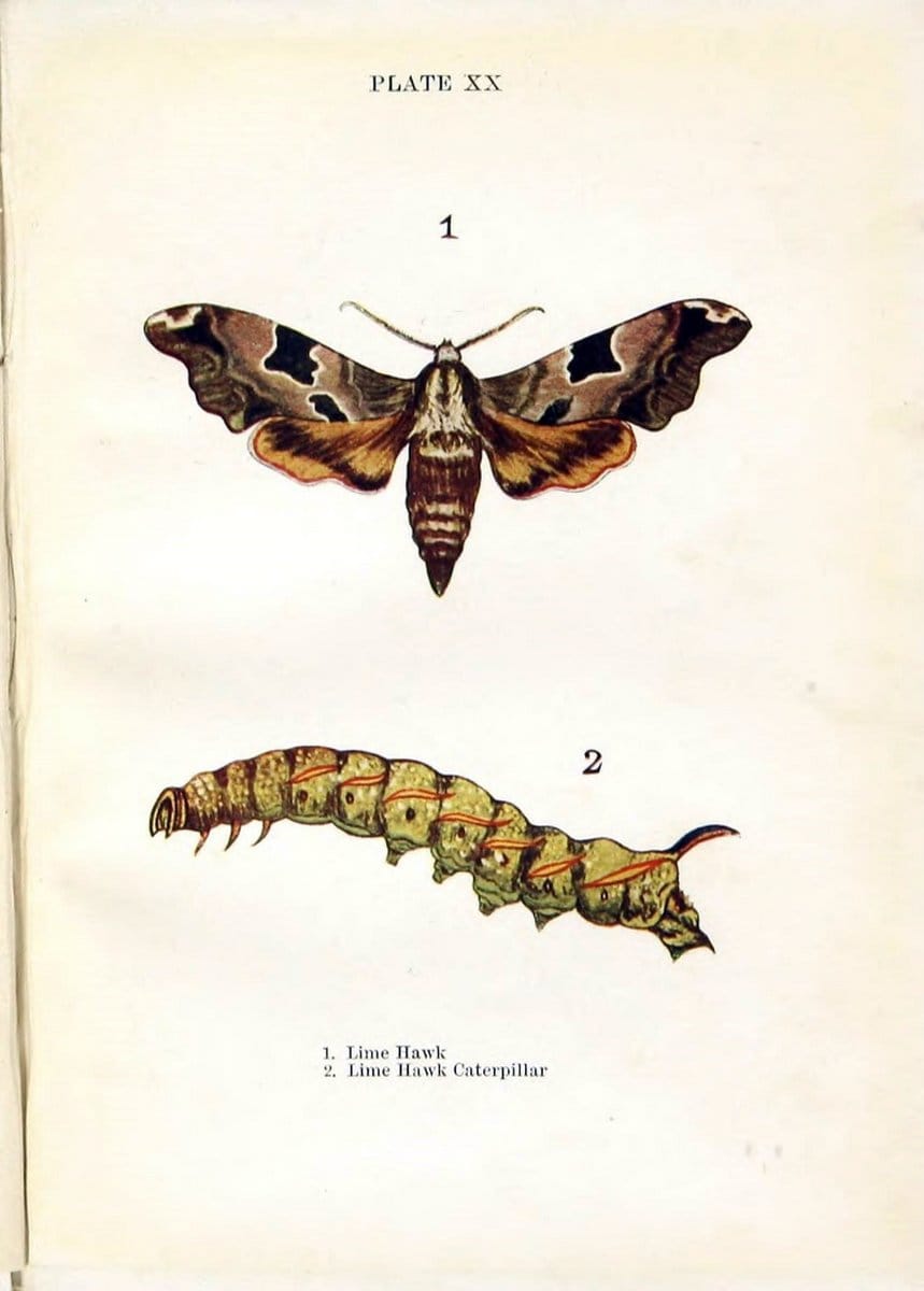 Butterflies and moths,.London & Edinburgh,T.C. & E.C. Jack[1910]. | Butterflies Moths "Cornell University Library" | Vintage Print Reproduction 455555