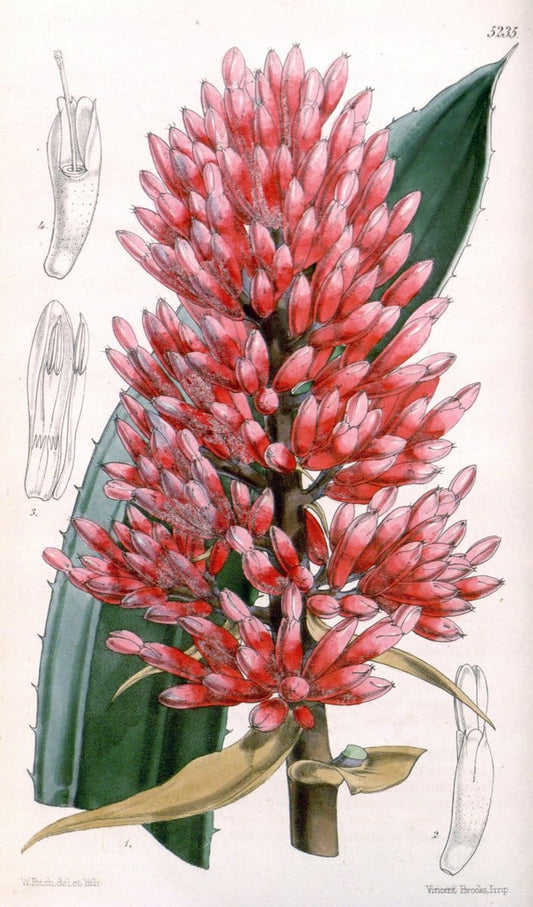 Curtis's botanical magazine. London ; New York [etc.] :Academic Press [etc.]. | "Botanical illustration" Botany Periodicals "Pictorial works" "Plants, Ornamental"  | Vintage Print Reproduction 455556