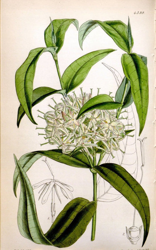 Curtis's botanical magazine. London ; New York [etc.] :Academic Press [etc.]. | "Botanical illustration" Botany Periodicals "Pictorial works" "Plants, Ornamental"  | Vintage Print Reproduction 455558