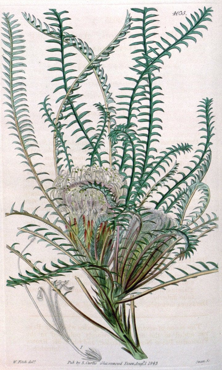 Curtis's botanical magazine. London ; New York [etc.] :Academic Press [etc.]. | "Botanical illustration" Botany Periodicals "Pictorial works" "Plants, Ornamental"  | Vintage Print Reproduction 455559
