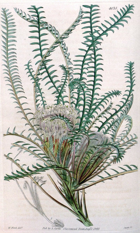Curtis's botanical magazine. London ; New York [etc.] :Academic Press [etc.]. | "Botanical illustration" Botany Periodicals "Pictorial works" "Plants, Ornamental"  | Vintage Print Reproduction 455559