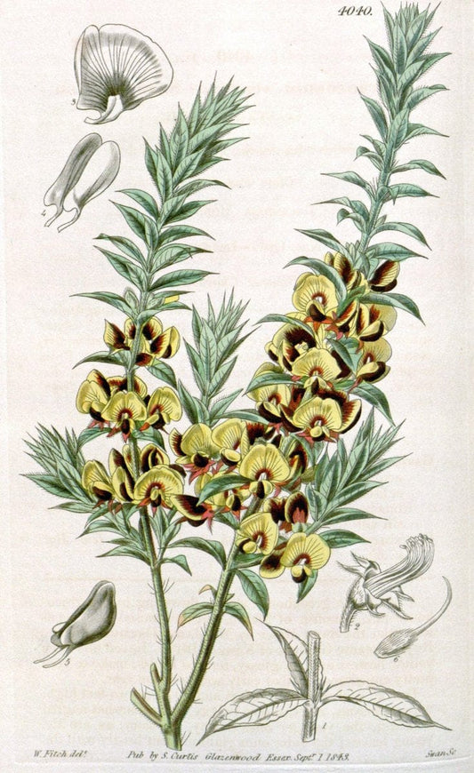 Curtis's botanical magazine. London ; New York [etc.] :Academic Press [etc.]. | "Botanical illustration" Botany Periodicals "Pictorial works" "Plants, Ornamental"  | Vintage Print Reproduction 455561