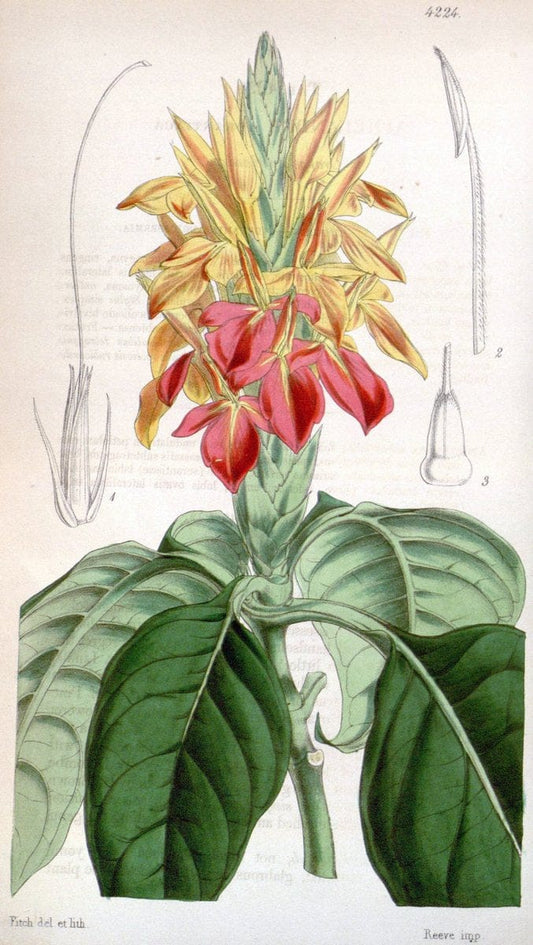 Curtis's botanical magazine. London ;New York [etc.] :Academic Press [etc.]. | Botany Periodicals "Pictorial works"  | Vintage Print Reproduction 455562
