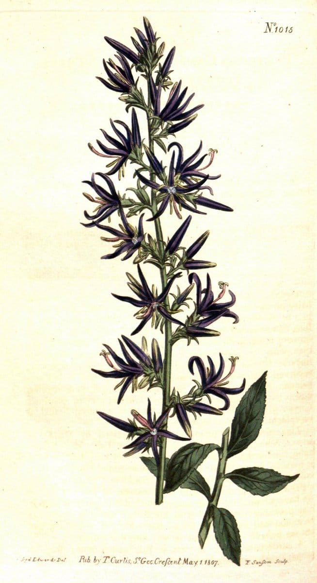 Curtis's botanical magazine. London ;New York [etc.] :Academic Press [etc.]. | Botany Periodicals "Pictorial works"  | Vintage Print Reproduction 455564