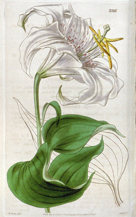 Curtis's botanical magazine. London ;New York [etc.] :Academic Press [etc.]. | Botany Periodicals "Pictorial works"  | Vintage Print Reproduction 455565