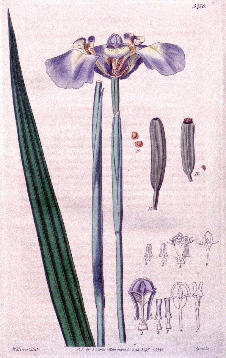 Curtis's botanical magazine. London ;New York [etc.] :Academic Press [etc.]. | Botany Periodicals "Pictorial works"  | Vintage Print Reproduction 455566