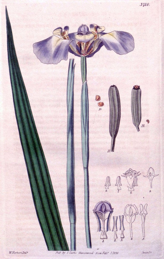 Curtis's botanical magazine. London ;New York [etc.] :Academic Press [etc.]. | Botany Periodicals "Pictorial works"  | Vintage Print Reproduction 455566