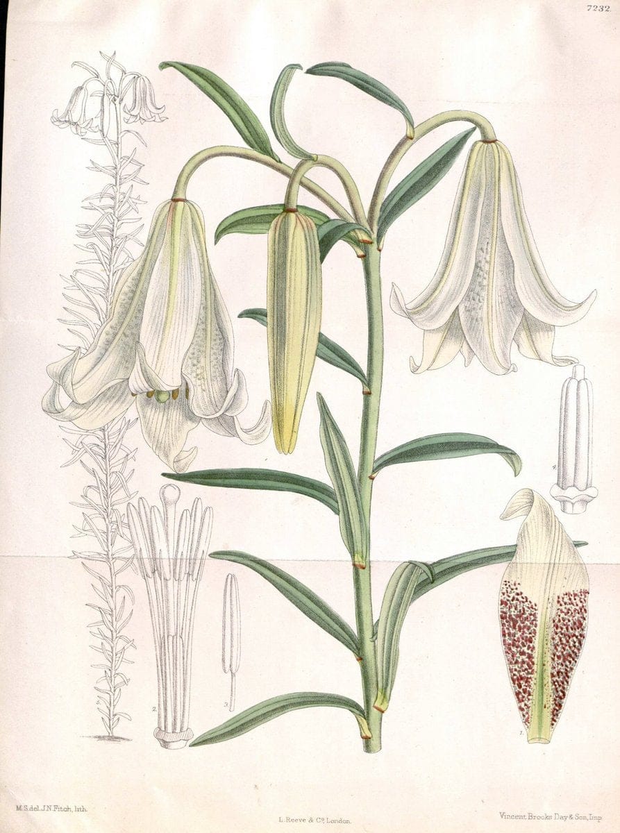 Curtis's botanical magazine. London ; New York [etc.] :Academic Press [etc.]. | "Botanical illustration" Botany Periodicals "Pictorial works" "Plants, Ornamental"  | Vintage Print Reproduction 455568