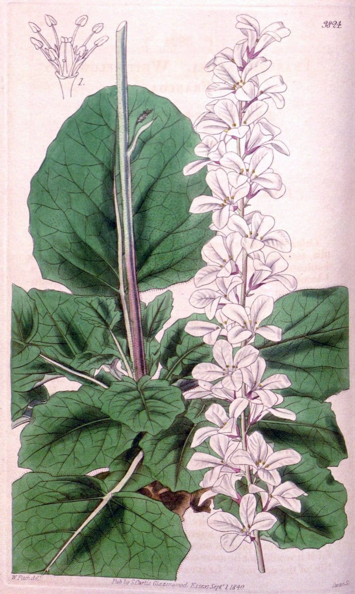 Curtis's botanical magazine. London ; New York [etc.] :Academic Press [etc.]. | "Botanical illustration" Botany Periodicals "Pictorial works" "Plants, Ornamental"  | Vintage Print Reproduction 455571