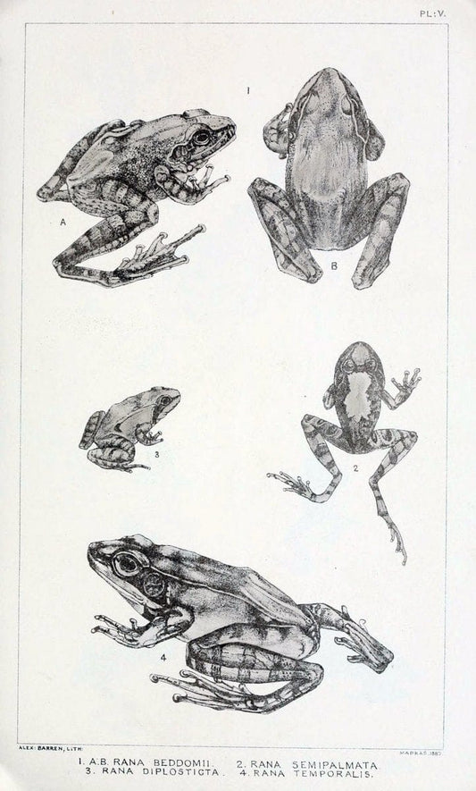 Catalogue of the Batrachia Salientia and Apoda (frogs, toads, and cÃ…â€œcilians) of souther | Amphibians India  | Vintage Print Reproduction 455572
