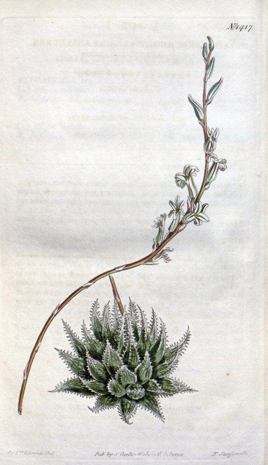 Curtis's botanical magazine. London ; New York [etc.] :Academic Press [etc.]. | "Botanical illustration" Botany Periodicals "Pictorial works" "Plants, Ornamental"  | Vintage Print Reproduction 455573