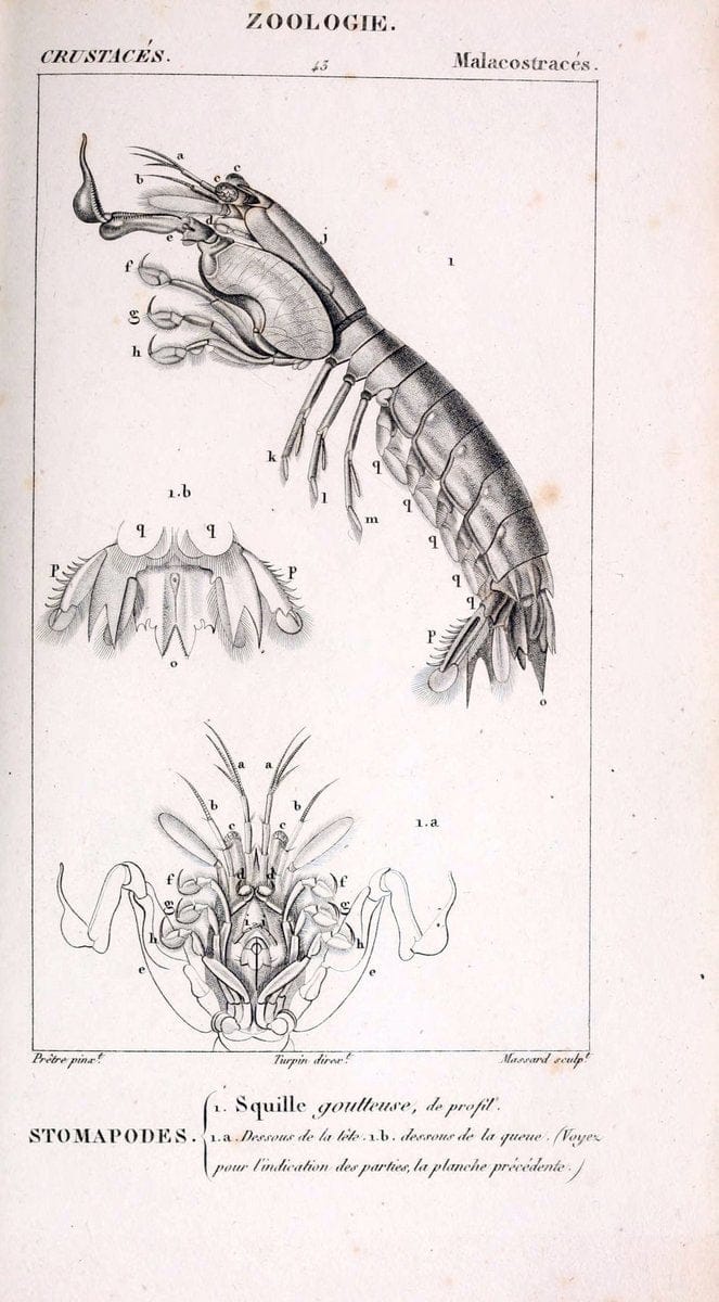 ConsidÃ©rations gÃ©nÃ©rales sur la classe des crustacÃ©s :.Paris :F.G. Levrault,1825.  | Crustacea France Zoology  | Vintage Print Reproduction 455574