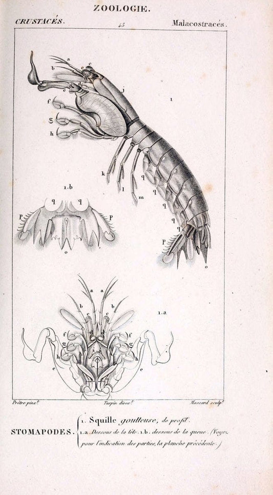 ConsidÃ©rations gÃ©nÃ©rales sur la classe des crustacÃ©s :.Paris :F.G. Levrault,1825.  | Crustacea France Zoology  | Vintage Print Reproduction 455574