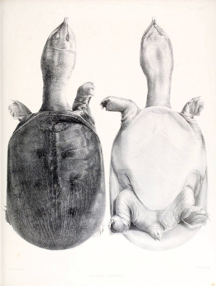 Catalogue of shield reptiles in the collection of the British Museum /.London :Printed by order of the Trustees,1855-1872.  | Vintage Print Reproduction 455575