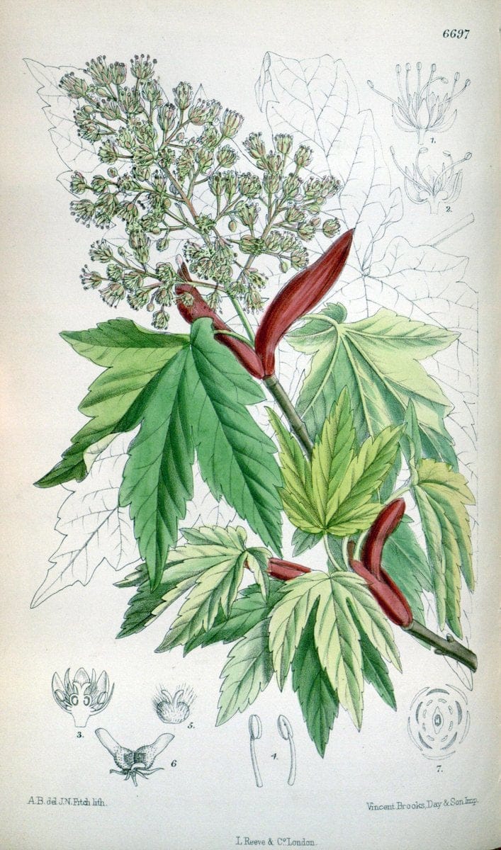 Curtis's botanical magazine. London ; New York [etc.] :Academic Press [etc.]. | "Botanical illustration" Botany Periodicals "Pictorial works" "Plants, Ornamental"  | Vintage Print Reproduction 455576