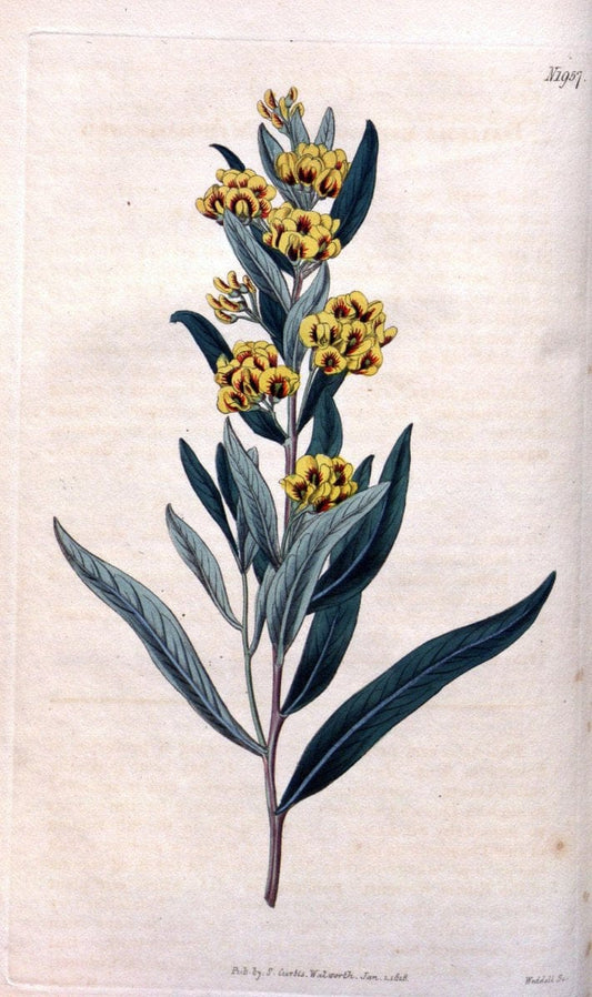 Curtis's botanical magazine. London ; New York [etc.] :Academic Press [etc.]. | "Botanical illustration" Botany Periodicals "Pictorial works" "Plants, Ornamental"  | Vintage Print Reproduction 455577