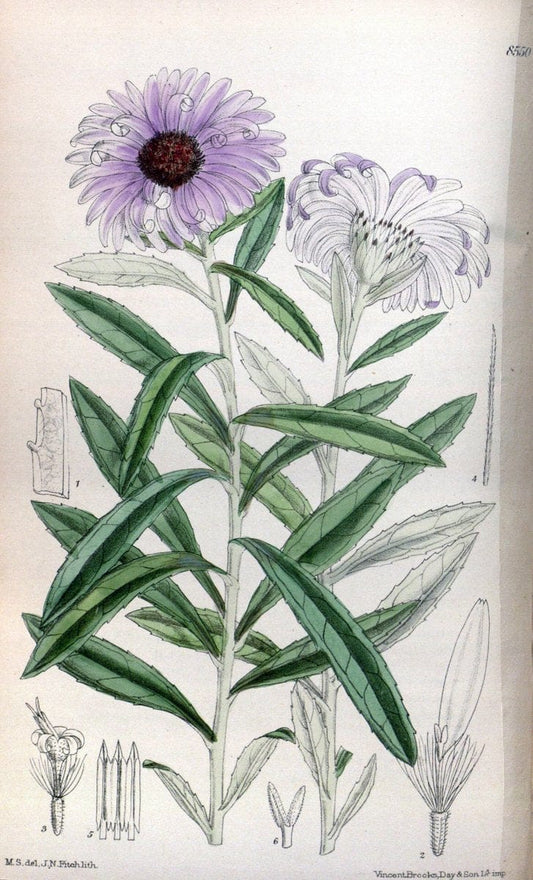 Curtis's botanical magazine. London ; New York [etc.] :Academic Press [etc.]. | "Botanical illustration" Botany Periodicals "Pictorial works" "Plants, Ornamental"  | Vintage Print Reproduction 455579