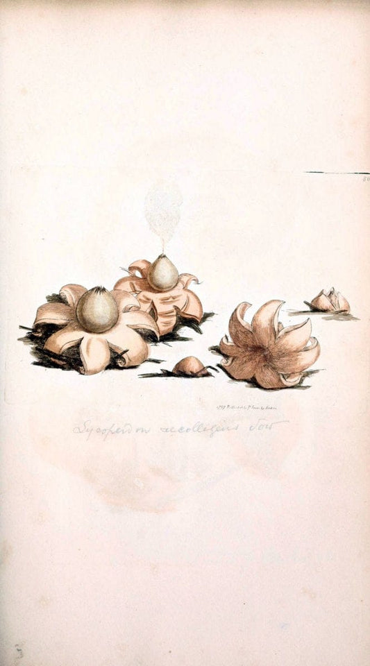 Coloured figures of English fungi or mushrooms. London,Printed by J. Davis,1797-[1809]. | England Mushrooms  | Vintage Print Reproduction 455580