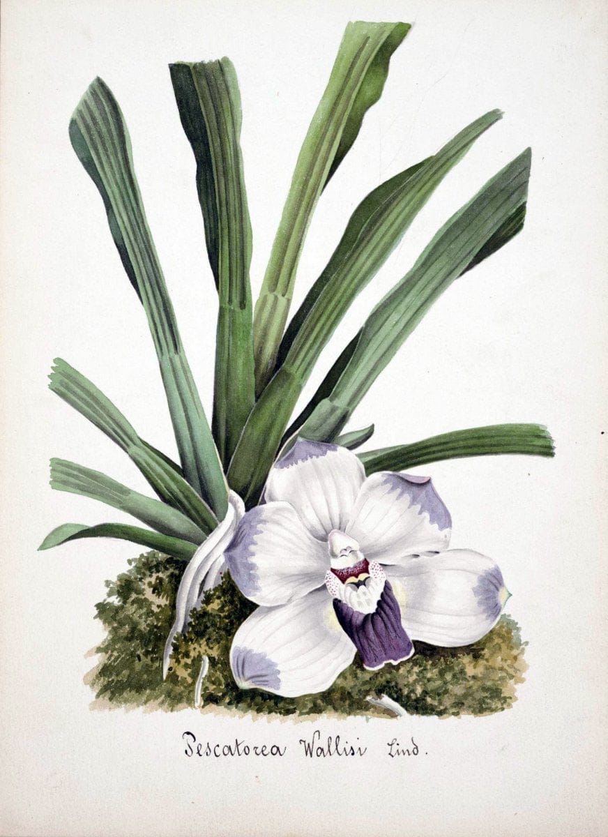 Collection d'orchideÃŒÂes.[S.l. :s.n.,18--]. | "Botanical illustration" Orchidaceae "Orchidaceae in art" "Pictorial works"  | Vintage Print Reproduction 455584